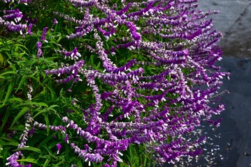 Obraz premium Mexican bush sage (Salvia leucantha) flowers. Lamiaceae perennial herb. Purple flowers covered with fine hairs bloom in autumn.