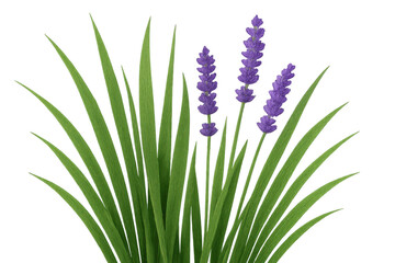 Fototapeta premium Growing lavender plant with vibrant purple flowers illustrating botanical garden elements on transparent background
