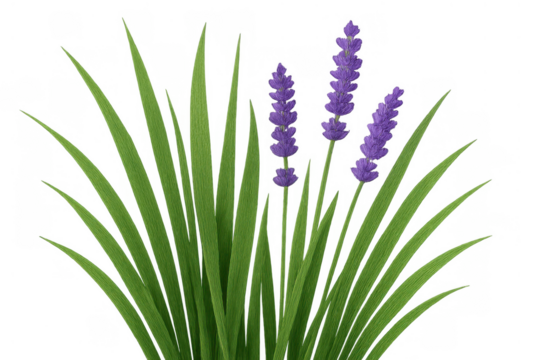 Growing lavender plant with vibrant purple flowers illustrating botanical garden elements on transparent background