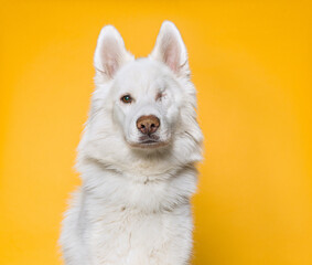 Cute dog on an isolated background studio shot