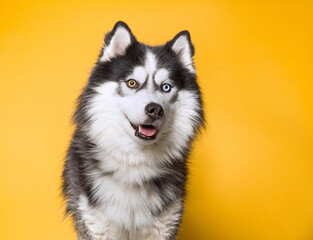 Cute dog on an isolated background studio shot