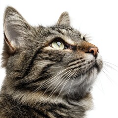 Detailed hyperrealistic image of a domestic cat in close-up indoor setting natural lighting artistic perspective