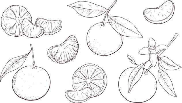 Citrus fruits and leaves line art orange tangerine