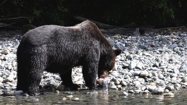 Brown Bear eating salmon. Grizzly bear foraging in fall, fishing for salmon. Brown Bear in river in coastal British Columbia near Bute inlet and Campbell River. Amazing animals and wildlife in Canada.