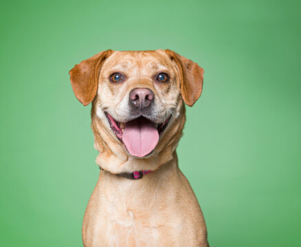Cute dog on an isolated background studio shot