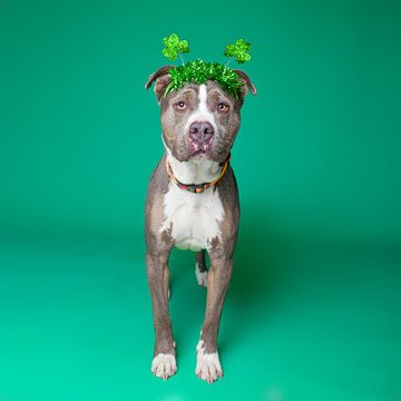Cute dog on an isolated background studio shot St Patrick's day Irish theme