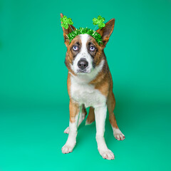 Cute dog on an isolated background studio shot