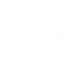 White bare tree branches against black background isolated on a transparent background