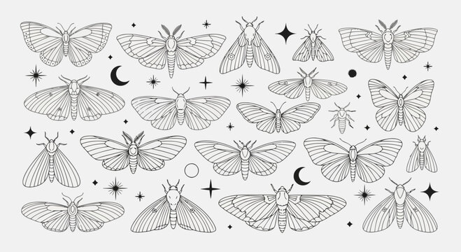 Collection of detailed line art illustrations of various moths and butterflies set against a celestial background with stars and moons