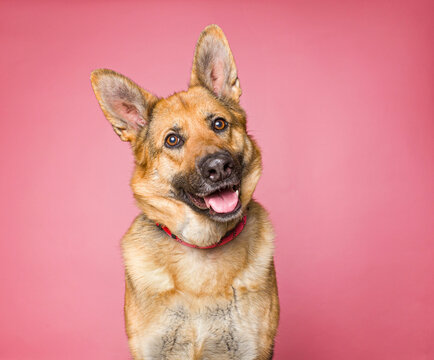 Cute dog on an isolated background studio shot