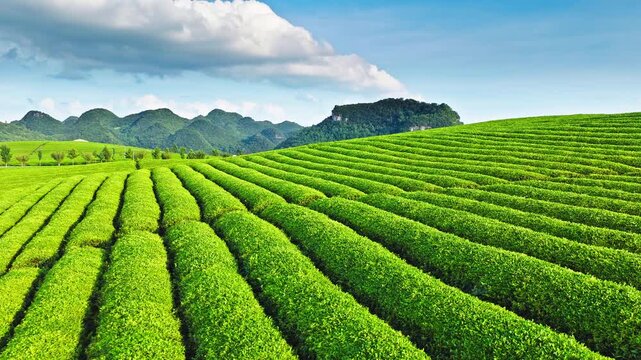 Aerial shot of a beautiful green tea plantation with mountain natural landscape in summer