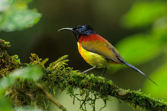 green taile sunbird