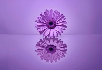 Minimalist Symmetrical Purple Daisy With Perfect Mirror Reflection. Floral Background. Soft Lavender Backdrop. Copy Space