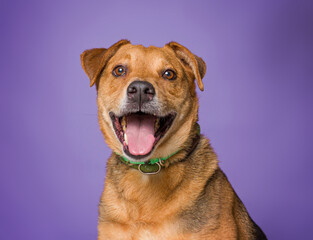 Cute dog on an isolated background studio shot
