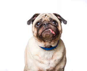 Cute dog on an isolated background studio shot