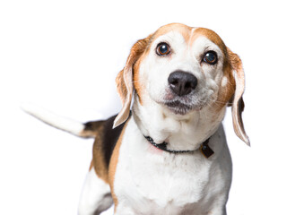 Cute dog on an isolated background studio shot
