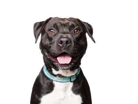 Cute dog on an isolated background studio shot