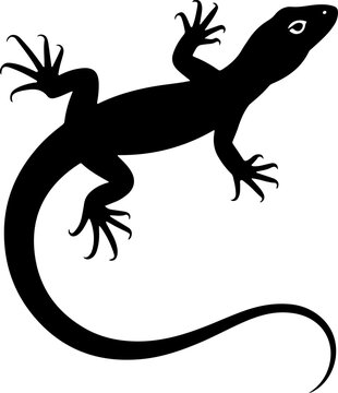A drawing of a lizard silhouette vector illustration