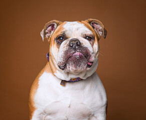 Cute dog on an isolated background studio shot