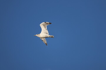 seagull flying 