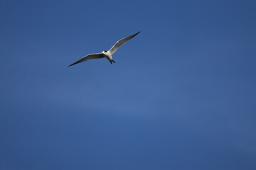 elegant tern 
