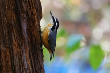 red-breasted nuthatch 