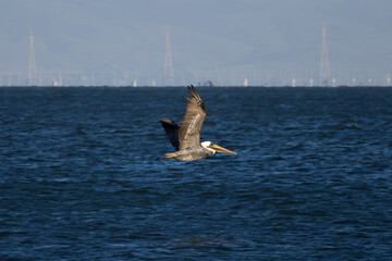brown pelican flying next to the shore 
