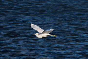 flying snowy egret 