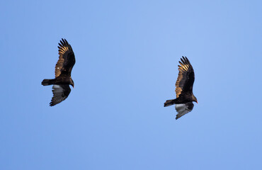 two turkey vultures in flying in sky 
