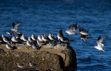 group of western sandpiper 