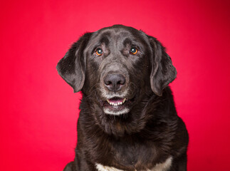 Fototapeta premium Cute dog on an isolated background studio shot