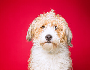 Cute dog on an isolated background studio shot