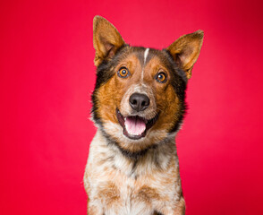 Cute dog on an isolated background studio shot