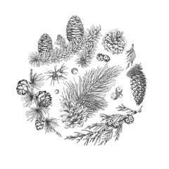 Obraz premium Conifer trees branches with cones collection engraved hand drawn vector round illustration, pine, Cypress, fir, Juniper
