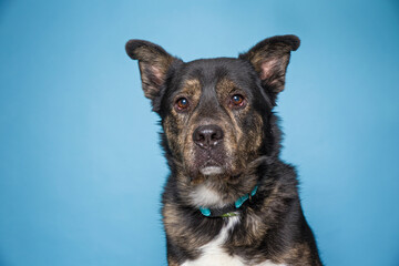 Cute dog on an isolated background studio shot