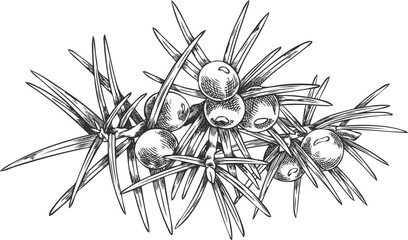 Fototapeta premium Juniper branch with berries engraved hand drawn vector illustration, coniferous botanical sketch, evergreen bush plant