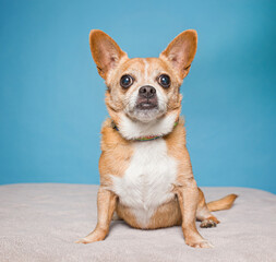 Cute dog on an isolated background studio shot