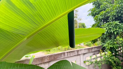 Opogona subcervinella,Banana worms