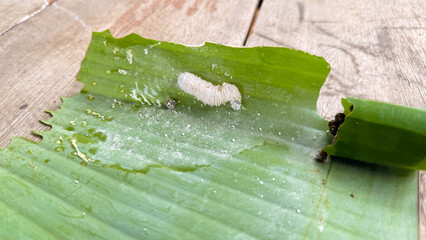 Opogona subcervinella,Banana worms