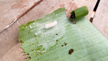 Opogona subcervinella,Banana worms