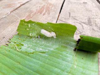 Opogona subcervinella,Banana worms