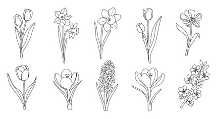Delicate Outlines of Spring Floral Collection with Tulips, Daffodils, and Crocuses
