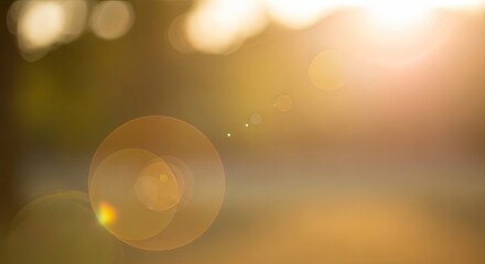 Golden sunbeams filter through a tree, casting a warm glow over a serene forest scene.