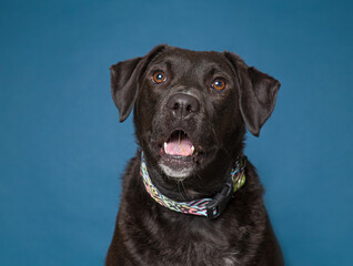 Fototapeta premium Cute dog on an isolated background studio shot