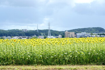 Obraz premium 青い空と白い雲の下に広がる鮮やかな黄色のヒマワリ畑とその後ろに見える送電鉄塔や都市の建物を捉えた夏の風景です