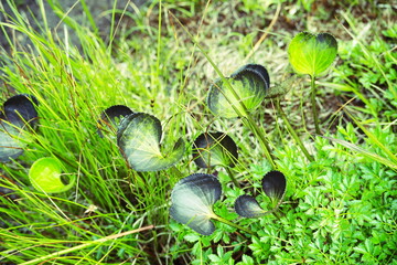 高山帯の草地に生える濃い緑と黒っぽい色が混ざったハート形の葉を持つサンカヨウやその他の植物をクローズアップした写真です