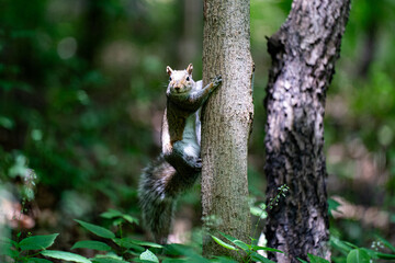 Close-up view of a gray squirrel climbing a tree in the forest.