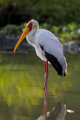 Yellow-billed stork, Mycteria ibis, standing in the water at Mapungubwe National Park, South Africa: The stork is back-lit as it stands in the water, and the lighting brings out its colours.