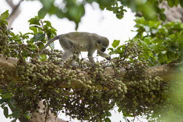 Vervet monkey eating figs in a fig tree at Mapungubwe National Park, South Africa