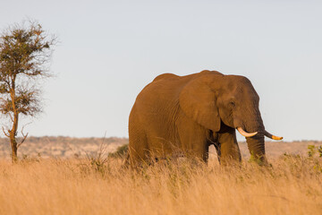 Fototapeta premium African Bush Elephant bull, in grassland at Satara area, Kruger National Park, South Africa